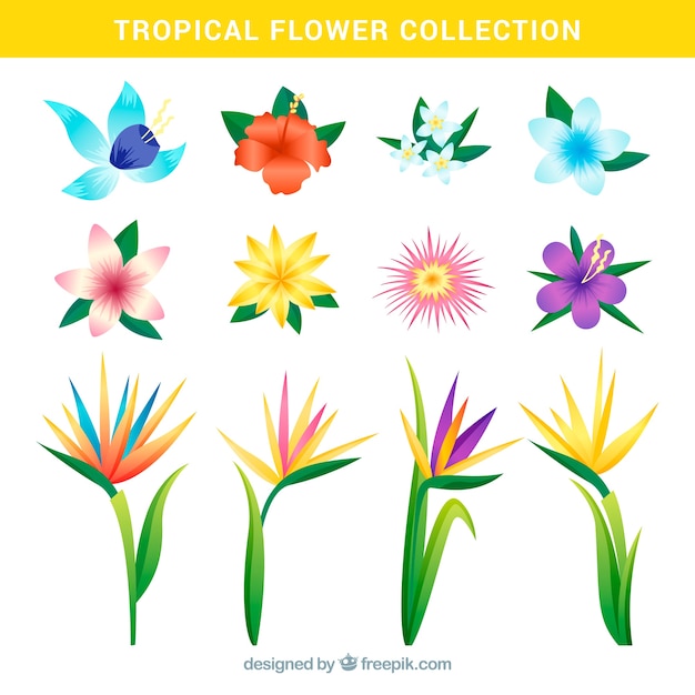 Tropical flowers collection in realistic\
style