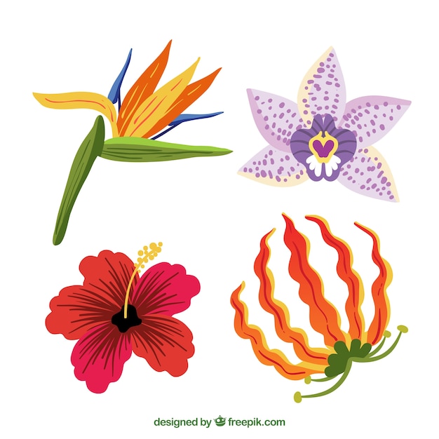 Tropical flowers collection in warm\
colors