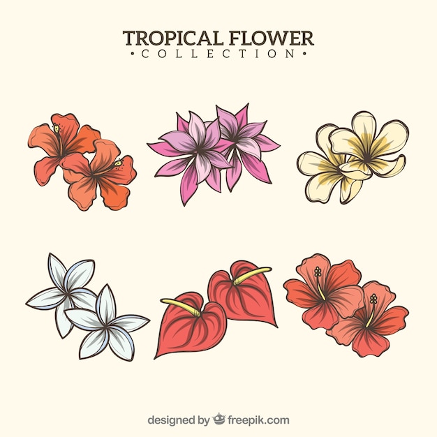 Tropical flowers collection in warm\
colors