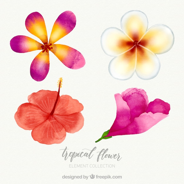 Tropical flowers collection in watercolor\
style
