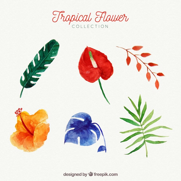 Tropical flowers collection in watercolor
style