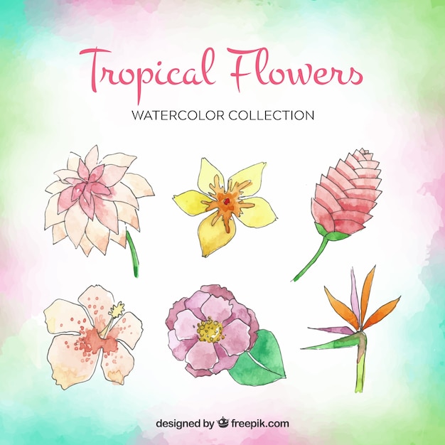 Tropical flowers collection in watercolor
style