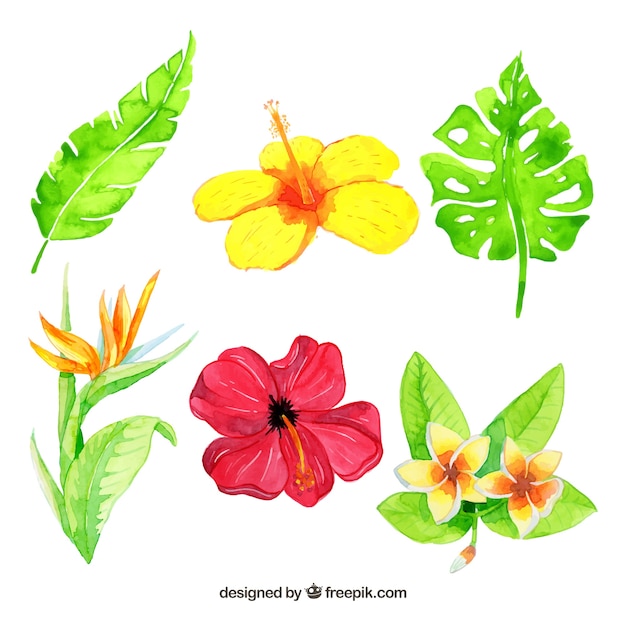 Tropical flowers collection with bright colors\
in watercolor style