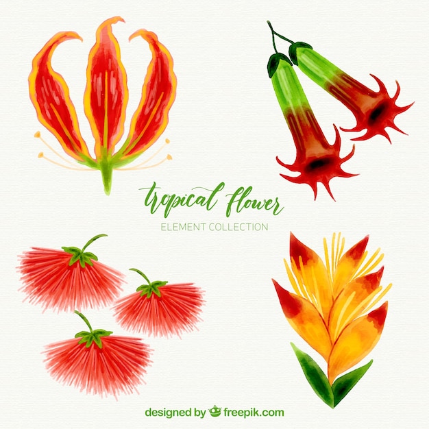Tropical flowers collection with colorful\
watercolor