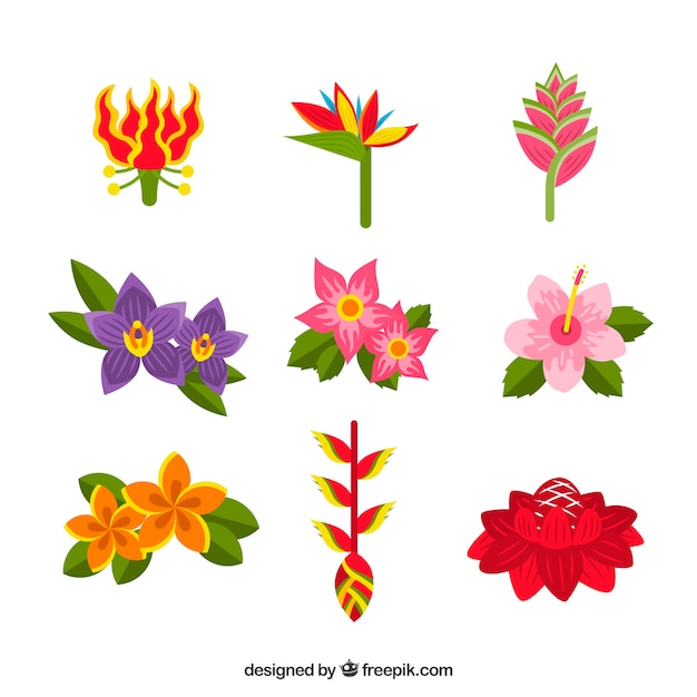 Tropical flowers collection with different\
colors