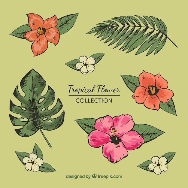 Tropical flowers collection