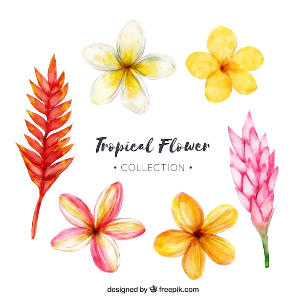 Free Vector | Tropical flowers collection