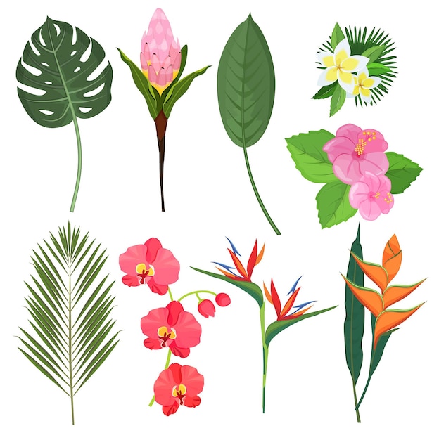 熱帯の花 エキゾチックなハーブのブーケポリネシアのバリ装飾植物の花 イラスト花植物 エキゾチックな花の葉色のイラスト プレミアムベクター