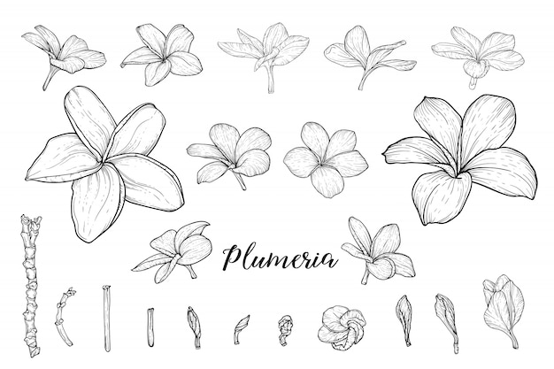 熱帯の花の手描きのスケッチセット 咲く蘭 エキゾチックなフランジパニ植物黒インクイラスト ハイビスカス ストレチア プルメリアの花 プレミアムベクター