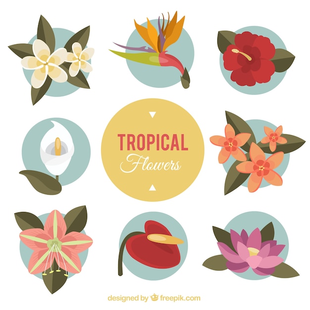 Tropical flowers pack for decoration