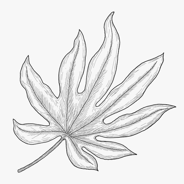 Premium Vector | Tropical leaf drawing outline component