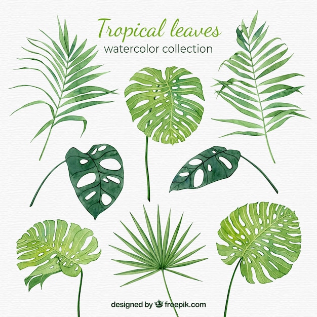 Tropical leaves collection in watercolor\
style