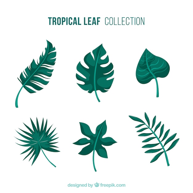 Free Vector | Tropical leaves collection
