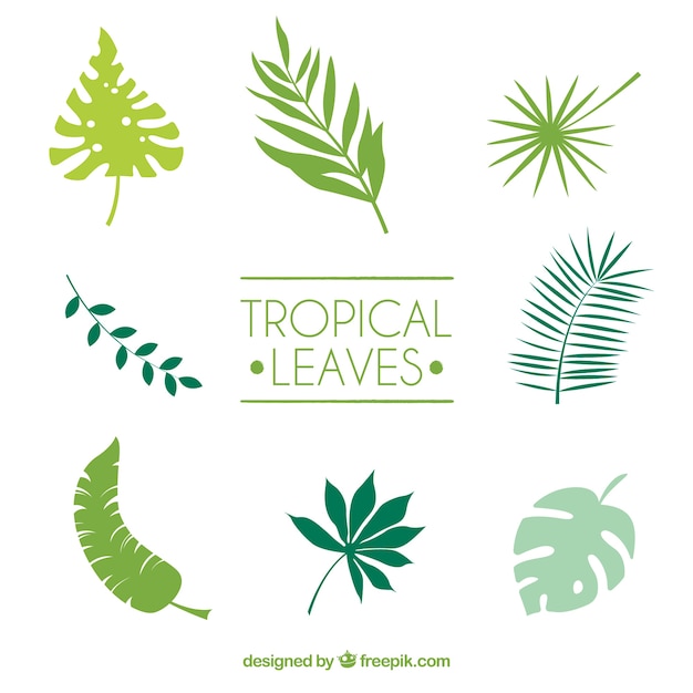 Tropical leaves collection Vector | Free Download