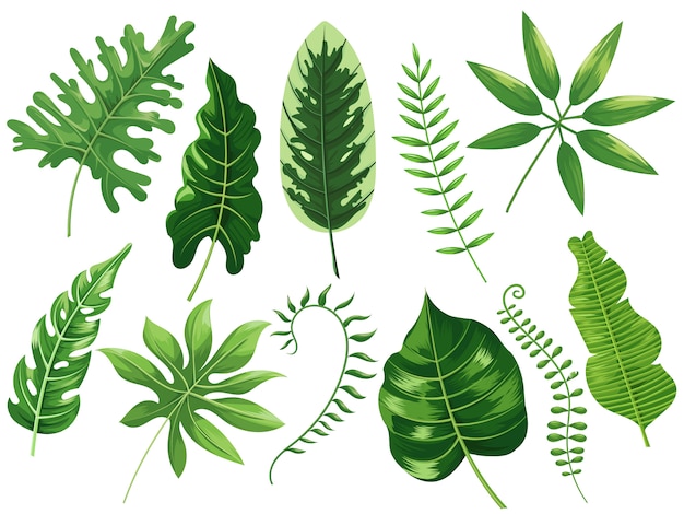 熱帯の葉 エキゾチックな熱帯の葉 植物の熱帯雨林 熱帯旅行葉絵画漫画分離イラストセット プレミアムベクター