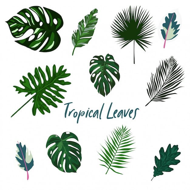 Premium Vector | Tropical leaves set isolated