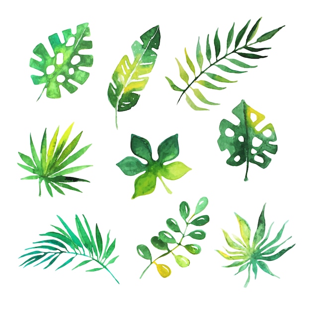 熱帯の葉セット ジャングルの木 植物の水彩イラスト プレミアムベクター