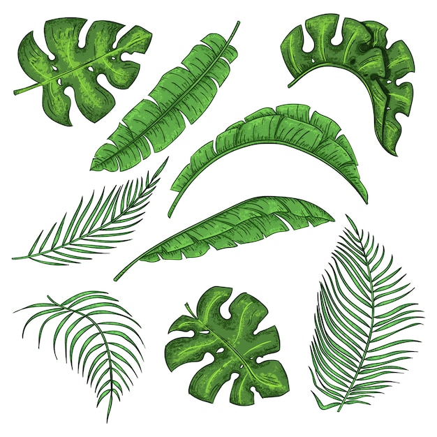 熱帯ヤシの葉セット ジャングルバナナの葉のコレクション プレミアムベクター