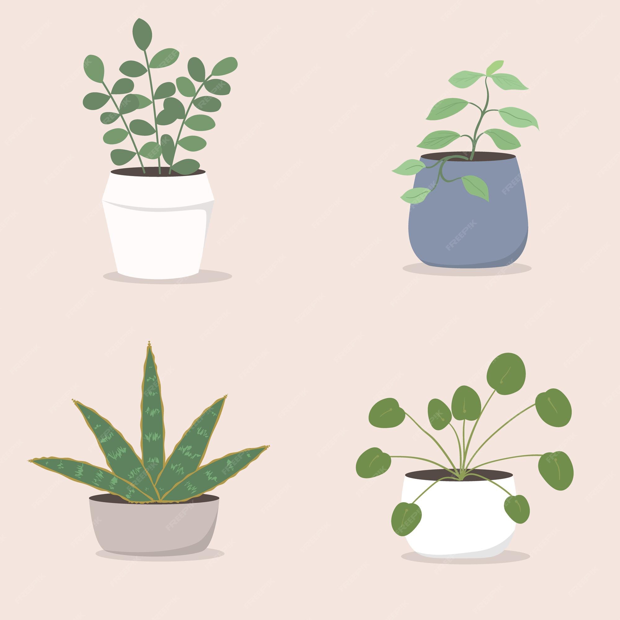 Premium Vector Tropical Potted Houseplant Illustration Set 1086