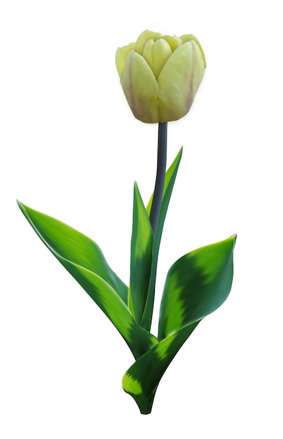 Download Tulip. flower with leaves. 3d realistic | Premium Vector