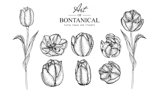 チューリップの葉と花の絵 ヴィンテージ手描き植物イラスト ベクター プレミアムベクター