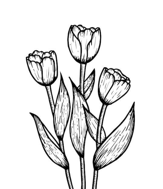 Premium Vector | Tulips flower black white isolated bouquet sketch ...