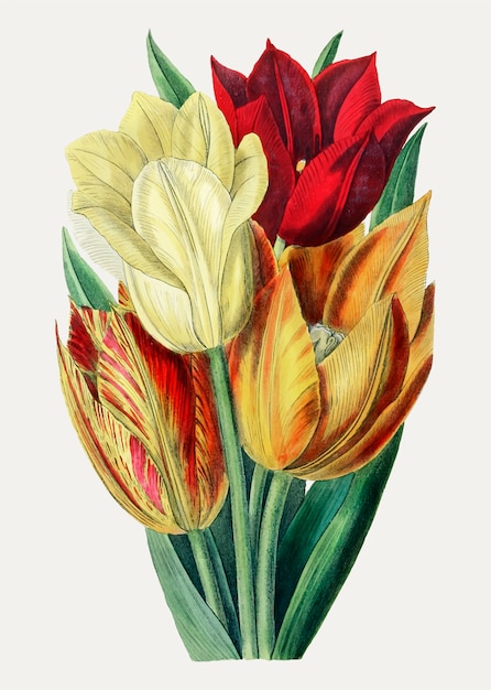 Free Vector | Tulips in warm color