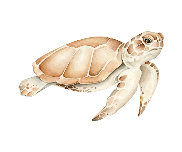 Premium Vector Turtle Illustration