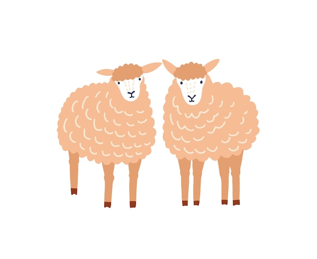 2つのかわいい羊フラットベクトルイラスト 愛らしい羊毛の子羊 白い背景で隔離のふわふわ家畜 羊の繁殖 羊の農場の家畜 畜産の装飾的なデザイン要素 プレミアムベクター