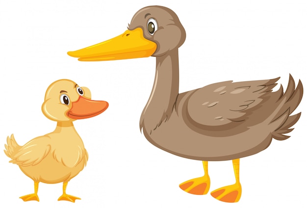 Premium Vector | Two ducks on white background