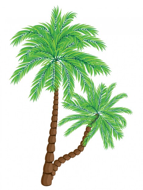 Premium Vector | Two palm trees