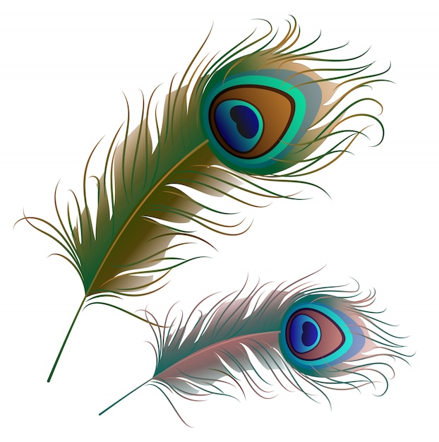 Premium Vector | Two peacock feathers isolated