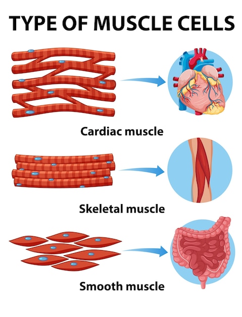 Free Vector Type Of Muscle Cells