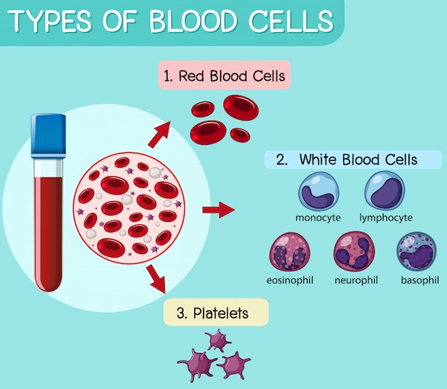 血球の種類 プレミアムベクター