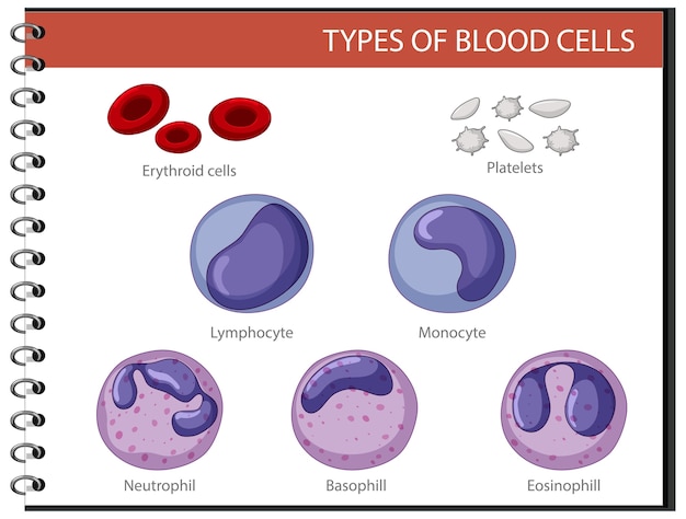 血球の種類 無料のベクター