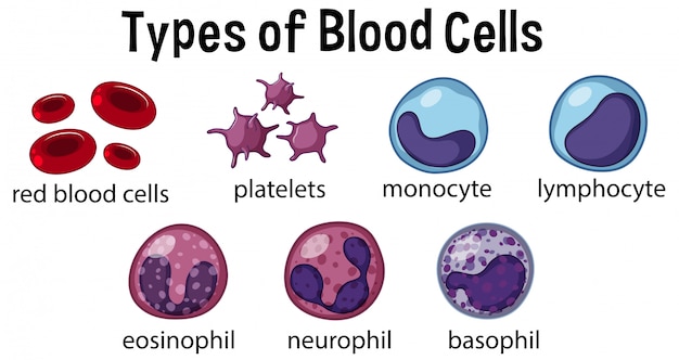 premium-vector-types-of-blood-cells