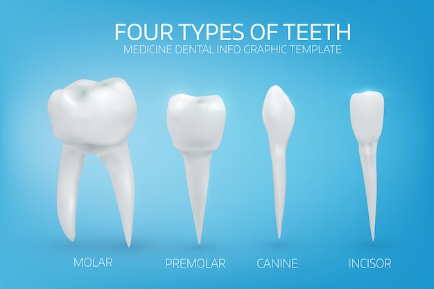 Premium Vector | Types of human teeth on blue background