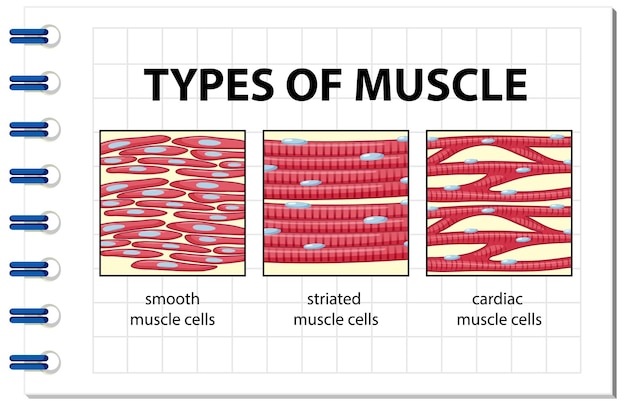 Premium Vector Types Of Muscle Cell Diagram