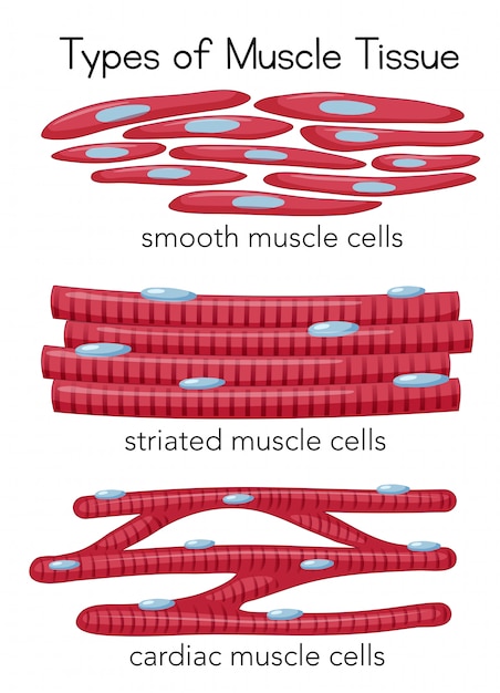 Types Of Muscle Cells Vector Illustration Types Of Muscles Tissue Vrogue   Types Muscle Tissue 1639 4489 