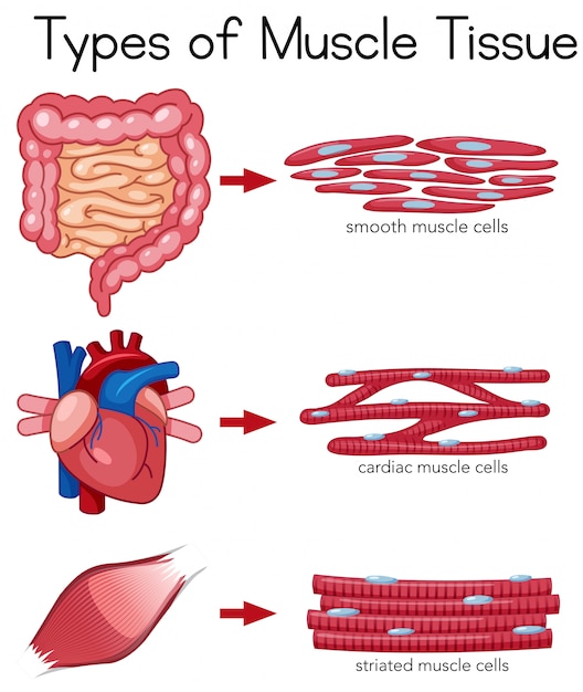 anatomy-and-physiology-of-tissues-smooth-muscle-tissue-human-anatomy