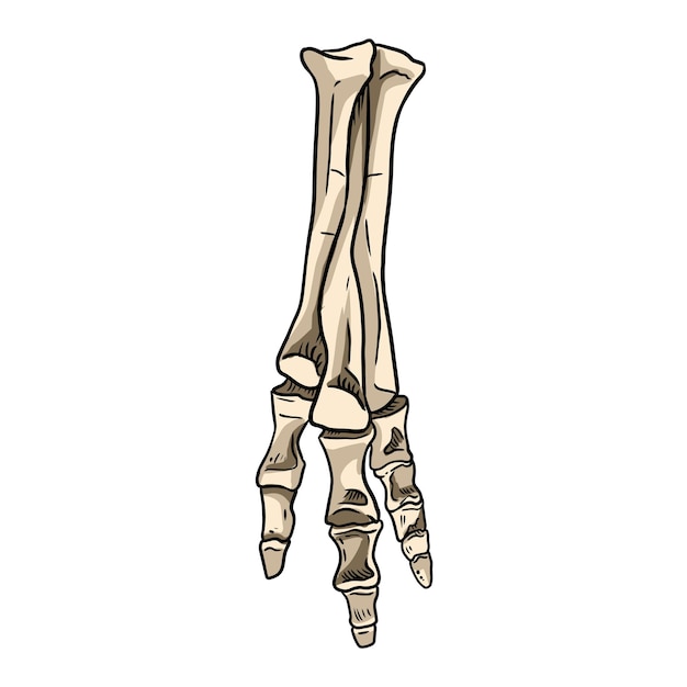 ティラノサウルスの化石化した足の手描きのスケッチ画像 肉食性の爬虫類恐竜の脚の化石のイラスト図 ベクトルストックアウトラインシルエット プレミアムベクター