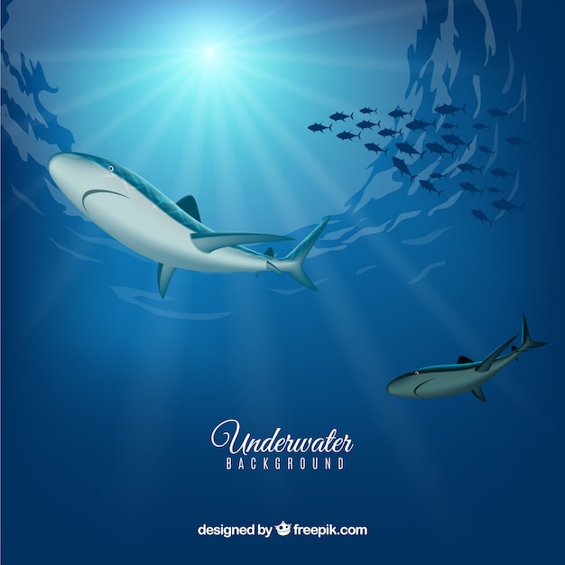 Underwater background with sharks in realistic style Free Vector