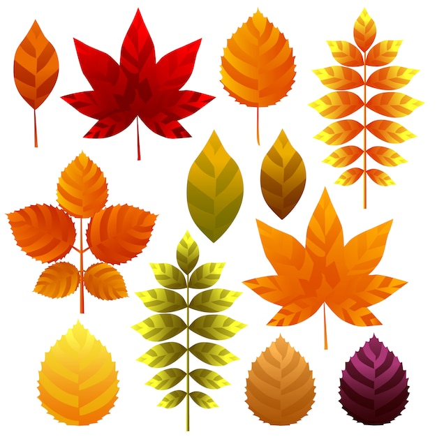 Premium Vector | Unique autumn leaves icon element set