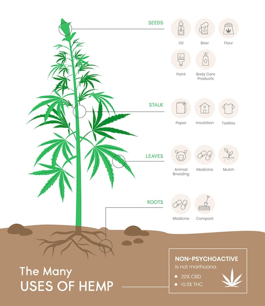 Free Vector | Use of hemp infographic