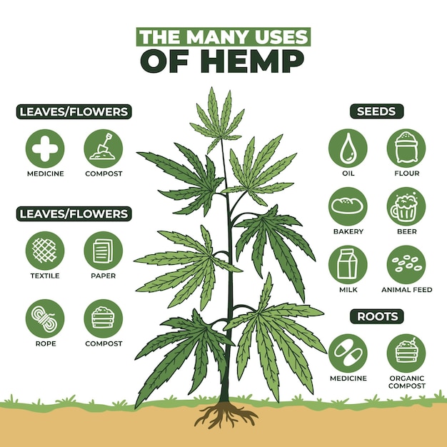 Free Vector | Use of hemp infographic