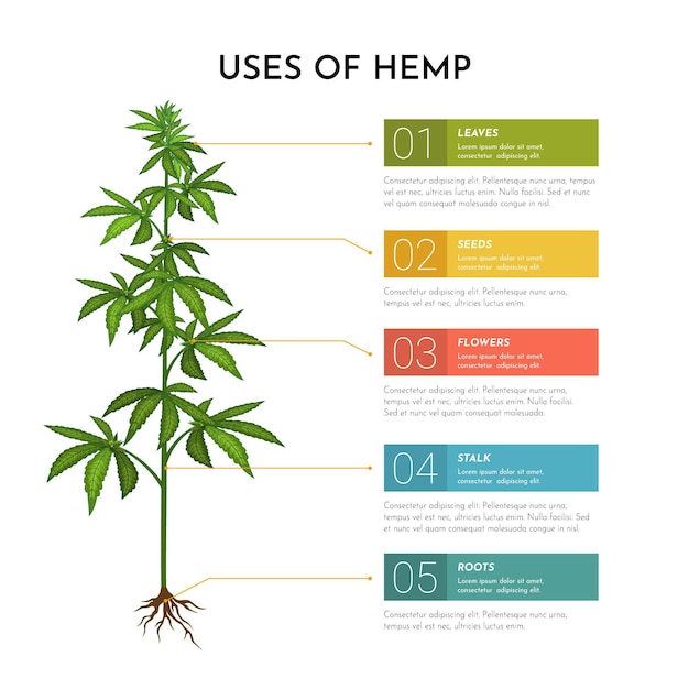 Free Vector Uses Of Hemp Infographic Template 1273