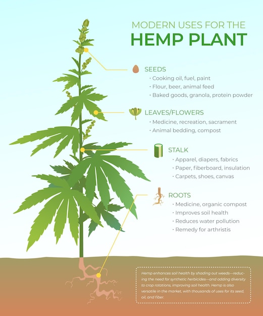 Free Vector | Uses of hemp infographic with illustrated plant