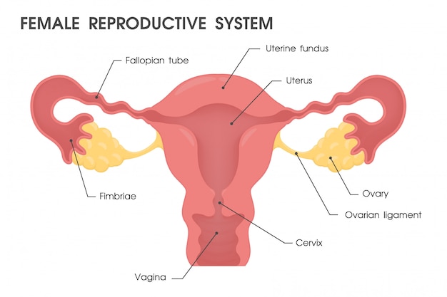 Uterus. vector study the structure of the uterus. Premium Vector