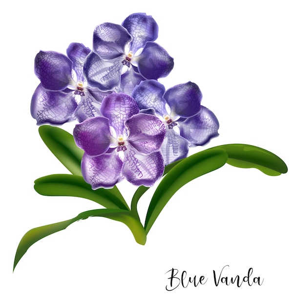 Download Vanda orchid flower violet color Vector | Premium Download