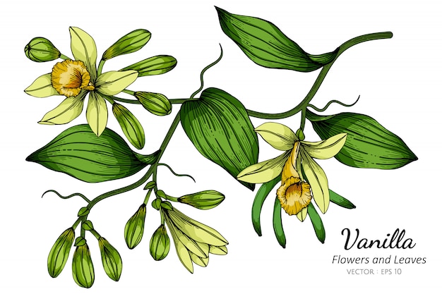 バニラの花と葉の白い背景のラインアートとイラストを描きます プレミアムベクター